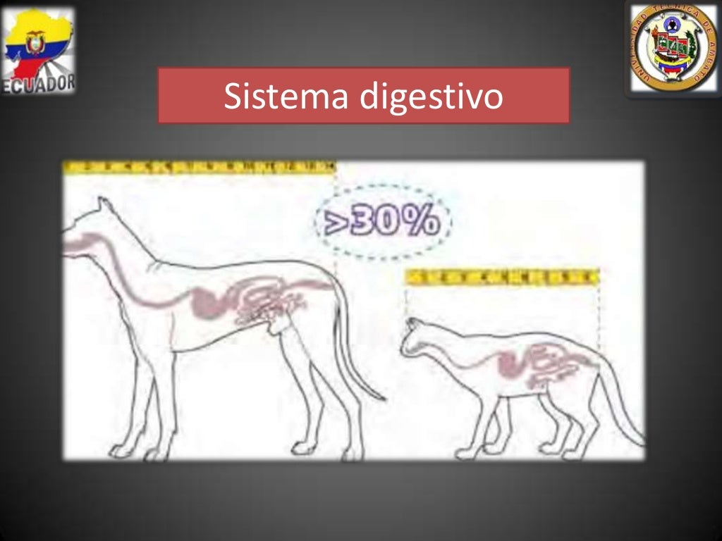 Nutricion y alimentacion canina