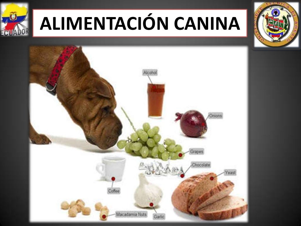 Nutricion y alimentacion canina