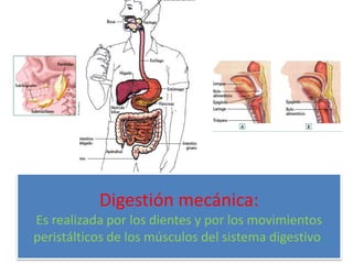 Digestión mecánica:
Es realizada por los dientes y por los movimientos
peristálticos de los músculos del sistema digestivo.
 