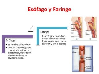 Esófago y Faringe
Esófago
• es un tubo cilíndrico de
• unos 25 cm de largo que
comunica la faringe con
el estómago, ubicado en
la parte media de la
cavidad torácica.
Faringe
• Es un órgano musculoso
que se comunica con las
fosas nasales en su parte
superior, y con el esófago
 