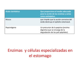 Enzimas y células especializadas en
el estomago
Ácido clorhídrico Que proporciona el medio adecuado
para la acción de las enzimas y actúa
como antiséptico.
Mucus que impide que la acción corrosiva del
ácido destruya el epitelio estomacal.
Pepsinógeno Un precursor de la pepsina (enzima
digestiva que se encarga de la
degradación de los poli péptidos).
 