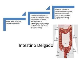 Intestino Delgado
es un tubo largo, de
unos siete metros
El intestino delgado se
divide en tres porciones:
el duodeno (la parte
más cercana al
estomago), el yeyuno (la
parte media) y el íleon
(el tramo final).
Además, recibe las
secreciones del hígado,
de la vesícula biliar
(bilis) y del páncreas
(jugo pancreático).
 