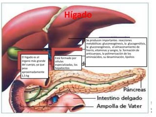 Hígado
El hígado es el
órgano más grande
del cuerpo, ya que
pesa
aproximadamente
1,5 kg
Está formado por
células
especializadas, los
hepatocitos
Se producen importantes reacciones
metabólicas: gluconeogénesis, la glucogenólisis,
la gluconeogénesis, el almacenamiento de
hierro, vitaminas y sangre, la formación de
anticuerpos, la polimerización de los
aminoácidos, su desaminación, lipolisis
 