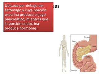 PáncreasUbicada por debajo del
estómago y cuya porción
exocrina produce el jugo
pancreático, mientras que
la porción endócrina
produce hormonas.
 