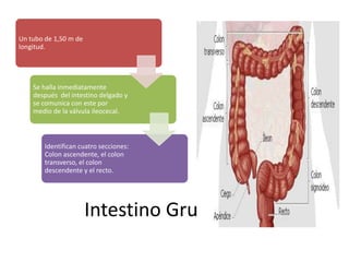 Intestino Grueso
Un tubo de 1,50 m de
longitud.
Se halla inmediatamente
después del intestino delgado y
se comunica con este por
medio de la válvula ileocecal.
Identifican cuatro secciones:
Colon ascendente, el colon
transverso, el colon
descendente y el recto.
 