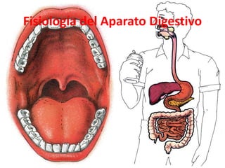 Fisiología del Aparato Digestivo
 