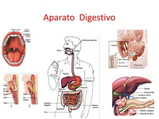 Aparato Digestivo
 