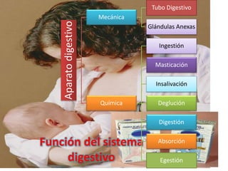 Función del sistema
digestivo
Aparatodigestivo
Mecánica
Tubo Digestivo
Glándulas Anexas
Química
Ingestión
Masticación
Insalivación
Deglución
Digestión
Absorción
Egestión
 