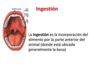 Ingestión
La ingestión es la incorporación del
alimento por la parte anterior del
animal (donde está ubicada
generalmente la boca)
 