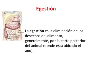 Egestión
La egestión es la eliminación de los
desechos del alimento,
generalmente, por la parte posterior
del animal (donde está ubicado el
ano).
 