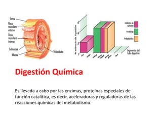 Digestión Química
Es llevada a cabo por las enzimas, proteínas especiales de
función catalítica, es decir, aceleradoras y reguladoras de las
reacciones químicas del metabolismo.
 