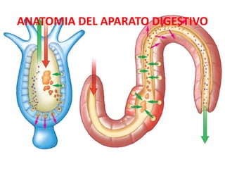 ANATOMIA DEL APARATO DIGESTIVO
 