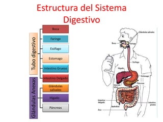 Estructura del Sistema
Digestivo
Tubodigestivo
Boca
Faringe
Esófago
Estomago
Intestino Grueso
Intestino Delgado
GlándulasAnexas
Glándulas
salivales
Hígado
Páncreas
 