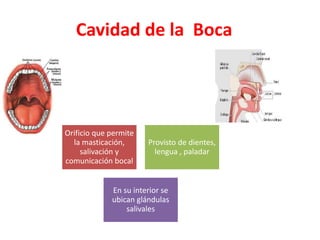 Cavidad de la Boca
Orificio que permite
la masticación,
salivación y
comunicación bocal
Provisto de dientes,
lengua , paladar
En su interior se
ubican glándulas
salivales
 