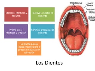 Los Dientes
Molares: Mastican y
trituran
Incisivos : Cortar el
alimento
Premolares:
Mastican y trituran
Caninos: Desgarrar el
alimento
Conjunto piezas
indispensable para el
proceso masticación
salivación
 