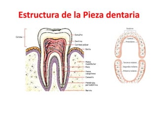 Estructura de la Pieza dentaria
 