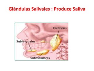 Glándulas Salivales : Produce Saliva
 