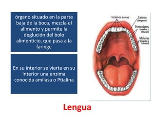 Lengua
órgano situado en la parte
baja de la boca, mezcla el
alimento y permite la
deglución del bolo
alimenticio, que pasa a la
faringe
En su interior se vierte en su
interior una enzima
conocida amilasa o Ptialina
 