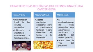 CARACTERISTICAS BIOLÓGICAS QUE DEFINEN UNA CÉLULA
CANCERÍGENA
INVASIVIDAD
• Diseminación
local de las
células
tumorales .
• Infiltrando y
afectando
estructuras y
tejidos vecinos.
ANGIOGENESIS
• Aporta
nutrientes
necesarias para
el crecimiento
tumoral y para
diseminar el
tumor a la
distancia.
METÁSTASIS
• El
establecimiento
de focos
tumorales con
crecimiento
autónoma y
distante del
tumos primario.
• Acaba con la
vida del
paciente.
 
