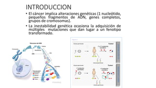 INTRODUCCION
• El cáncer implica alteraciones genéticas (1 nucleótido,
pequeños fragmentos de ADN, genes completos,
grupos de cromosomas).
• La inestabilidad genética ocasiona la adquisición de
múltiples mutaciones que dan lugar a un fenotipo
transformado.
 