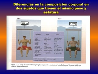 Diferencias en la composición corporal en dos sujetos que tienen el mismo peso   y   estatura 
