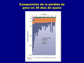 Composición de la pérdida de
  peso en 30 días de ayuno
 