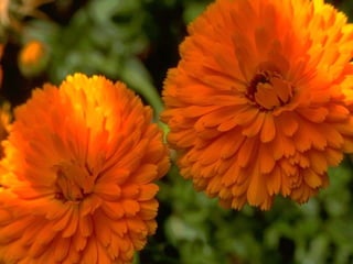 Nutricion y composicion corporal