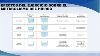 EFECTOS DEL EJERCICIO SOBRE EL
METABOLISMO DEL HIERRO
 