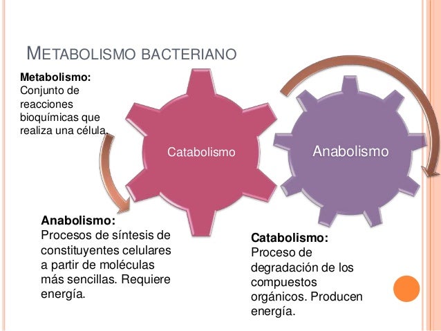 Los mejores consejos para dieta acelera metabolismo