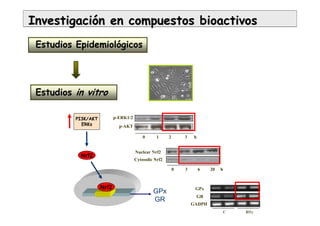 InvestigaciInvestigacióón en compuestos bioactivosn en compuestos bioactivos
Estudios Epidemiológicos
Estudios in vitro
Nrf2
0 3 6 20 h
Nuclear Nrf2
Cytosolic Nrf2
Nrf2
GPx
GR
GPx
C HTy
GR
GADPH
PI3K/AKT
ERKs
p-ERK1/2
0 1 2 3 h
p-AKT
 