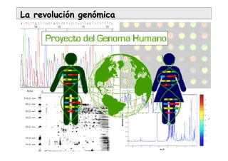 La revoluciLa revolucióón genn genóómicamica
 