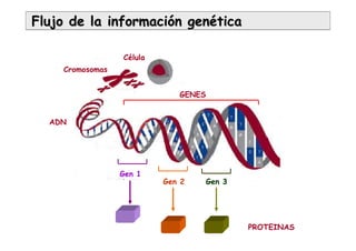 Flujo de la informaciFlujo de la informacióón genn genééticatica
Célula
Cromosomas
ADN
GENES
PROTEINAS
Gen 1
Gen 2 Gen 3
 