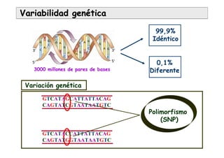 Variabilidad genVariabilidad genééticatica
99,9%
Idéntico
0,1%
Diferente
GTCATAGCATTATTACAG
CAGTATCGTAATAATGTC
GTCATACCATTATTACAG
CAGTATGGTAATAATGTC
Variación genética
Polimorfismo
(SNP)
3000 millones de pares de bases
 