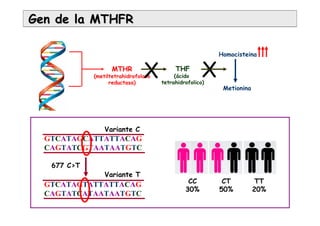 CC
30%
CT
50%
TT
20%
Gen de la MTHFRGen de la MTHFR
THF
(ácido
tetrahidrofolico)
MTHR
(metiltetrahidrofolato
reductasa)
Homocisteina
Metionina
X X
GTCATAGCATTATTACAG
CAGTATCGTAATAATGTC
GTCATAGTATTATTACAG
CAGTATCATAATAATGTC
677 C>T
Variante C
Variante T
 
