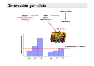 InteracciInteraccióón genn gen--dietadieta
Ac. Fólico
CC CT TT CC CT TT
Hiperhomocisteinemia
Homocisteinaplasmática
THF
(ácido
tetrahidrofolico)
MTHR
(metiltetrahidrofolato
reductasa)
Homocisteina
Metionina
 