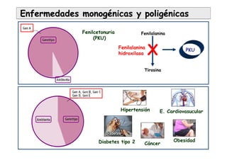 Enfermedades monogEnfermedades monogéénicas ynicas y poligpoligéénicasnicas
Fenilalanina
hidroxilasa
Fenilalanina
Tirosina
PKU
X
ObesidadDiabetes tipo 2
Hipertensión E. Cardiovasucular
Cáncer
Fenilcetonuria
(PKU)
 