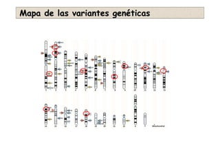 Mapa de las variantes genMapa de las variantes genééticasticas
 