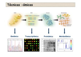 TTéécnicascnicas --óómicasmicas
Genómica Transcriptómica Proteómica Metabolómica
 