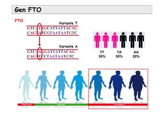 GTCATAGCATTATTACAG
CAGTATCGTAATAATGTC
GTCAAGGATTATTACAG
CAGTTCCTAATAATGTC
Gen FTOGen FTO
FTO
TT
30%
TA
50%
AA
20%
Variante T
Variante A
 