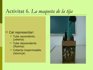 Activitat 6. La maqueta de la tija


   Cal representar:
       Tubs ascendents
        (xilema)
       Tubs descendents
        (floema)
       Coberta impermeable
        (escorça)
 