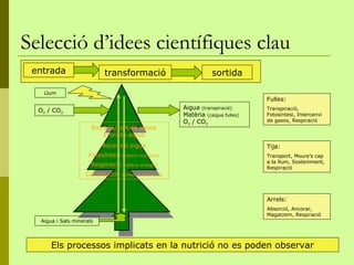 Selecció d’idees científiques clau
 entrada                  transformació                               sortida

   Llum
                                                                                     Fulles:
  O2 / CO2                                                 Aigua (transpiració)      Transpiració,
                                                           Matèria (caigua fulles)   Fotosíntesi, Intercanvi
                                                           O2 / CO2                  de gasos, Respiració
                      Entrada/sortida gasos
                          Entrada aigua
                          Ascensió aigua                                             Tija:
                     Fotosíntesi   (obtenir nutrients)                               Transport, Moure’s cap
                                                                                     a la llum, Sosteniment,
                      Respiració   (obtenir energia)
                                                                                     Respiració
                    Construcció    (síntesi substàncies)




                                                                                     Arrels:
                                                                                     Absorció, Ancorar,
                                                                                     Magatzem, Respiració
  Aigua i Sals minerals




      Els processos implicats en la nutrició no es poden observar
 