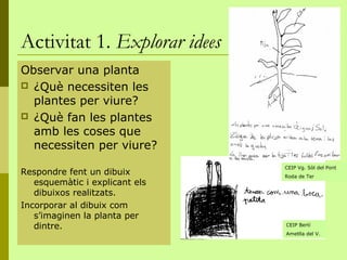 Activitat 1. Explorar idees
Observar una planta
 ¿Què necessiten les
  plantes per viure?
 ¿Què fan les plantes
  amb les coses que
  necessiten per viure?
                                CEIP Vg. Sòl del Pont
Respondre fent un dibuix        Roda de Ter
   esquemàtic i explicant els
   dibuixos realitzats.
Incorporar al dibuix com
   s’imaginen la planta per
   dintre.                      CEIP Bertí
                                Ametlla del V.
 