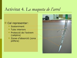Activitat 4. La maqueta de l’arrel

   Cal representar:
       Sosteniment
       Tubs interiors
       Protecció de l’extrem
        (caliptra)
       Zones d’absorció (zona
        pilífera)
 