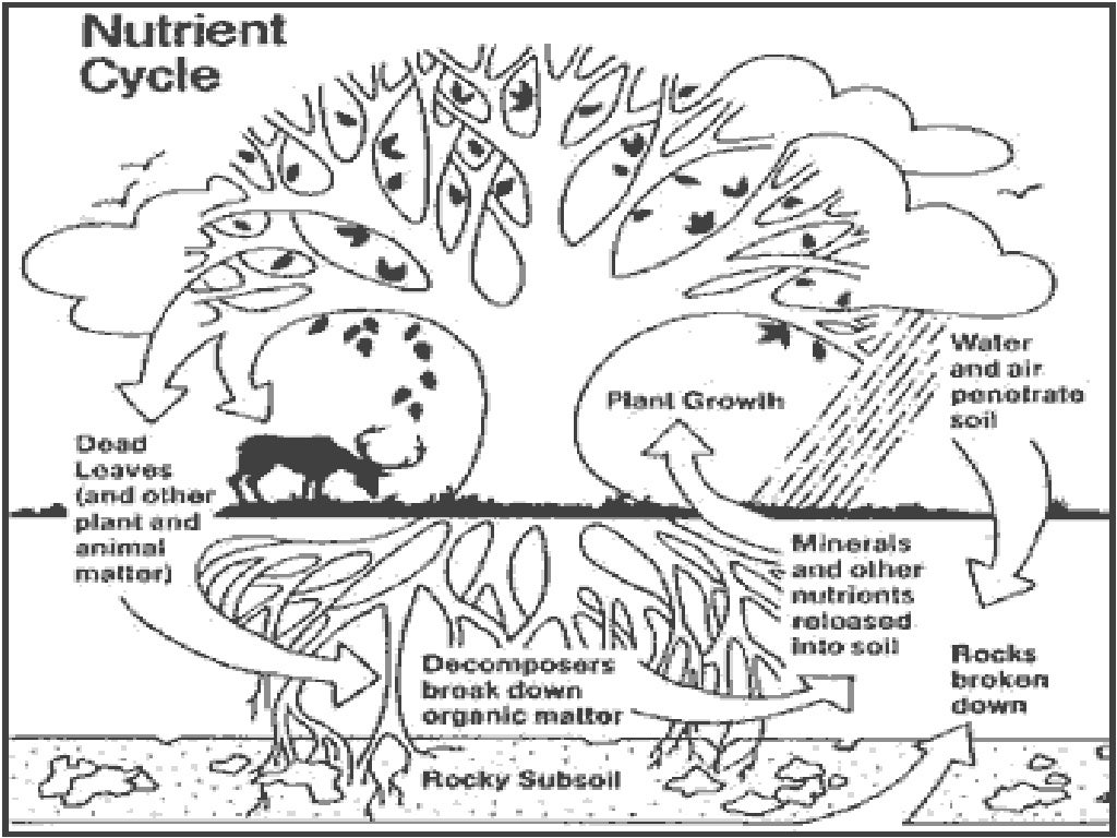 Nutrient Cycle