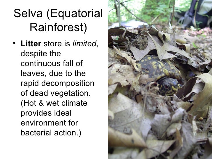 hot wet equatorial climate Since most rainforests are located near the equator, their climate is always hot, wet and humid temperatures in tropical rainforests do not change much the amazon. hot wet equatorial climate Since most rainforests are located near the equator, their climate is always hot, wet and humid temperatures in tropical rainforests do not change much the amazon.