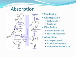 Absorption
 Swallowing
 Disintegration
 tablet swells
 breaks up
 Dissolution
 reactions with acid
 faster when ionized
 Absorption
 most post pyloric
 in basic environment
 require non-ionized state
 