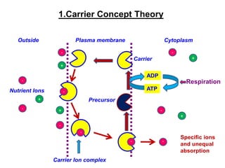 1.Carrier Concept Theory
ATP
ADP
Respiration
+
-
+
+
-
-
-
-
+
+
-
-
Plasma membrane
Outside Cytoplasm
Nutrient Ions
Carrier Ion complex
Precursor
Carrier
Specific ions
and unequal
absorption
 