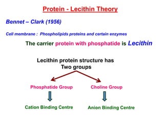 Protein - Lecithin Theory
Bennet – Clark (1956)
Cell membrane : Phospholipids proteins and certain enzymes
The carrier protein with phosphatide is Lecithin
Lecithin protein structure has
Two groups
Phosphatide Group Choline Group
Cation Binding Centre Anion Binding Centre
 