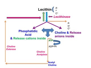 Lecithin
Phosphatidic
Acid
& Release cations inside
Choline & Release
anions inside
Lecithinase
Choline
Acetylase
Acetyl
Choline
Choline
Esterase
ATP
ADP+Pi
A-
or
C+
A-
or
C+
 
