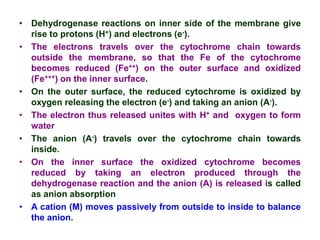 • Dehydrogenase reactions on inner side of the membrane give
rise to protons (H+) and electrons (e-).
• The electrons travels over the cytochrome chain towards
outside the membrane, so that the Fe of the cytochrome
becomes reduced (Fe++) on the outer surface and oxidized
(Fe+++) on the inner surface.
• On the outer surface, the reduced cytochrome is oxidized by
oxygen releasing the electron (e-) and taking an anion (A-).
• The electron thus released unites with H+ and oxygen to form
water
• The anion (A-) travels over the cytochrome chain towards
inside.
• On the inner surface the oxidized cytochrome becomes
reduced by taking an electron produced through the
dehydrogenase reaction and the anion (A) is released is called
as anion absorption
• A cation (M) moves passively from outside to inside to balance
the anion.
 